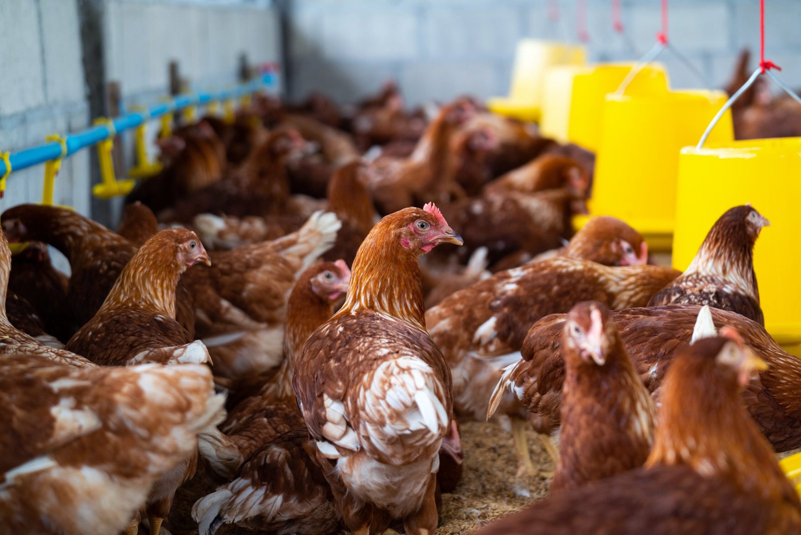 Poultry Farming Business