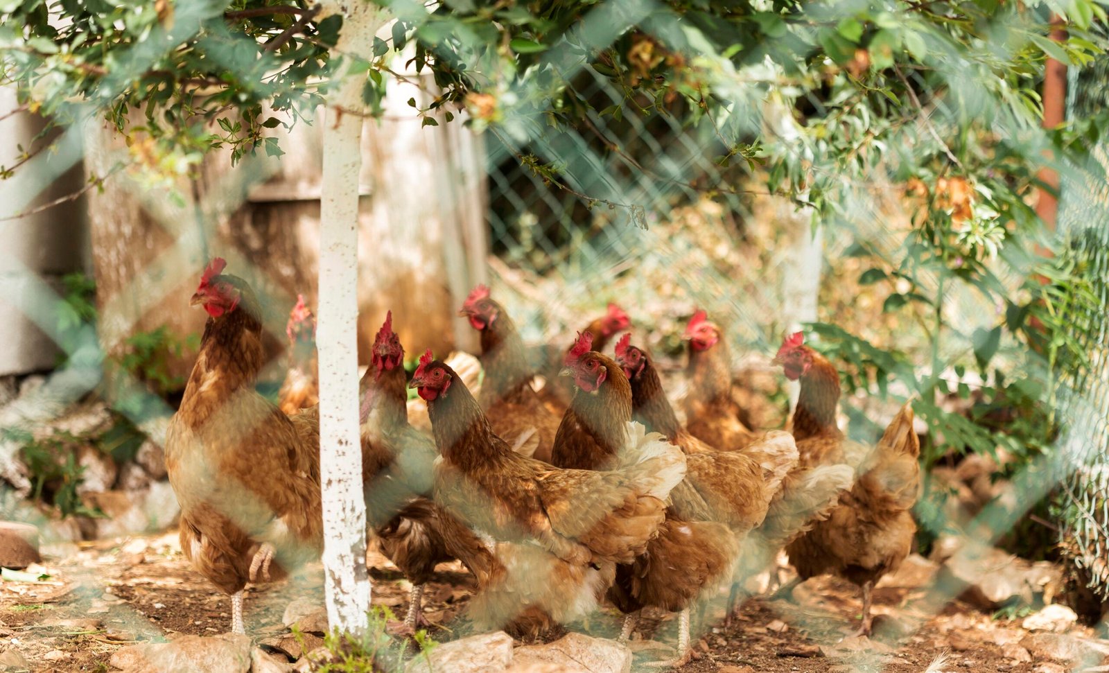 Poultry Farming