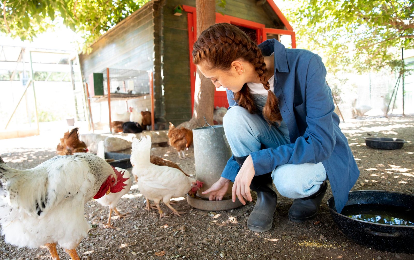 Poultry Farming